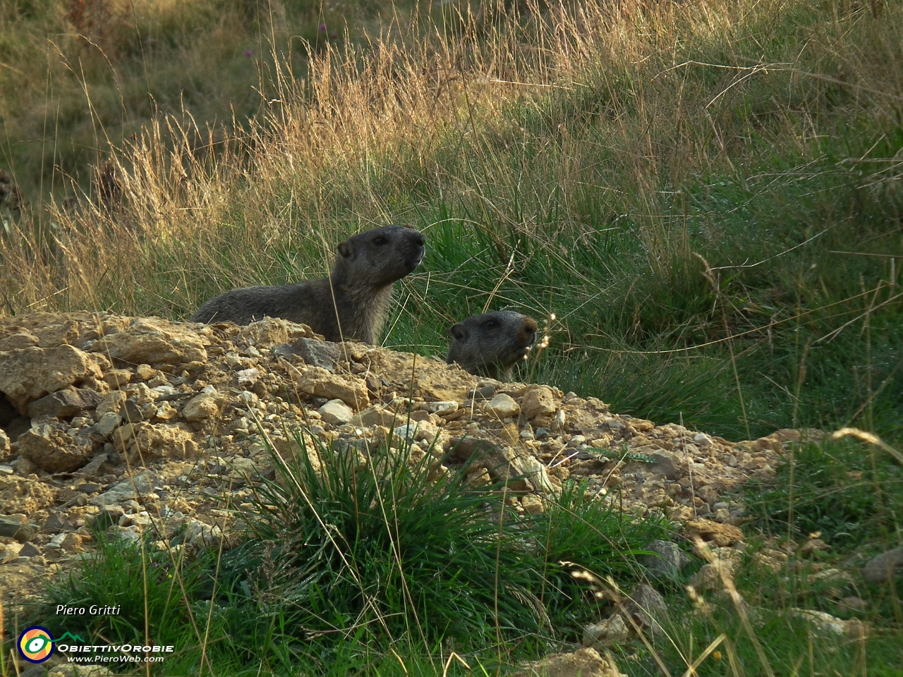 07 osservato da marmotte in sentinella....JPG